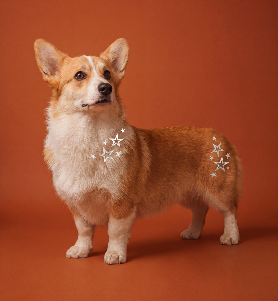 Chest
