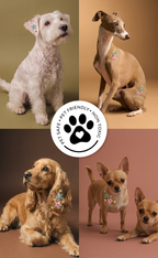 Sprinkled Star Speckles Pet Patches