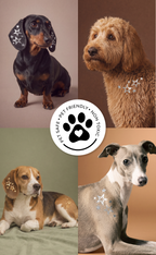 Silver Star Speckles Pet Patches