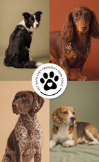 Golden Star Speckles Pet Patches