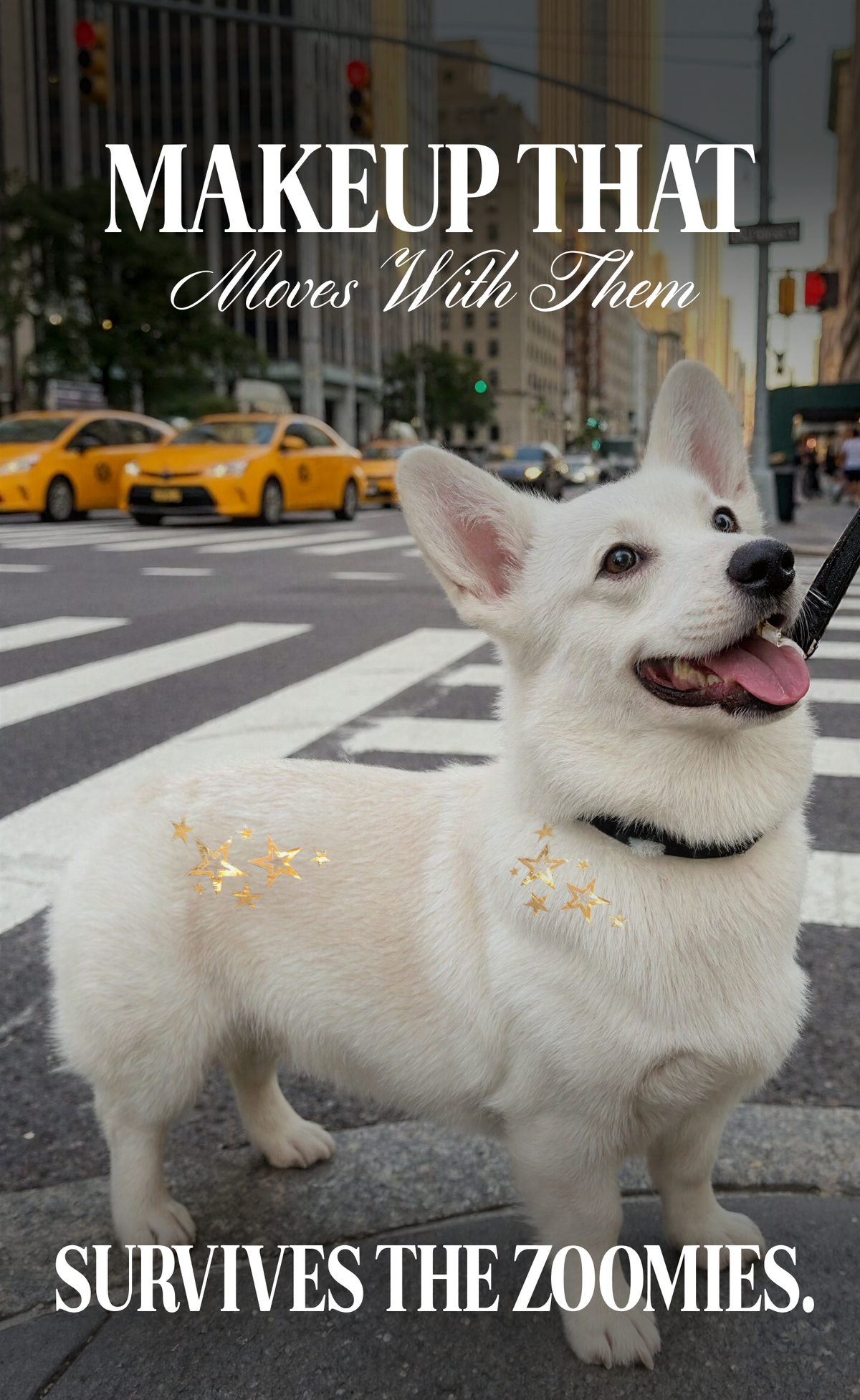 Golden Star Speckles Pet Patches